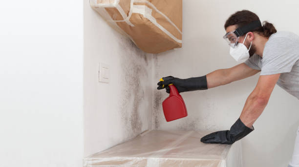 Professional Basement Mold Remediation technician working in Rockford, MN