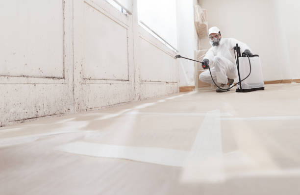 24/7 Emergency Basement Mold Remediation experts in Rockford, MN